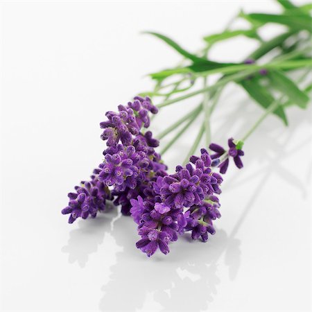 Lavender flowers Stock Photo - Premium Royalty-Free, Code: 659-03527508