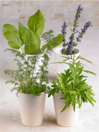 simsearch:659-03522123,k - Assorted herbs in beakers Stock Photo - Premium Royalty-Free, Code: 659-03527824