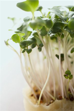 Fresh cress (close-up) Stock Photo - Premium Royalty-Free, Code: 659-03528286