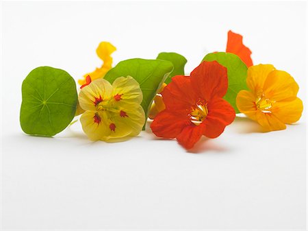 edible - Nasturtium flowers Foto de stock - Sin royalties Premium, Código: 659-03528762