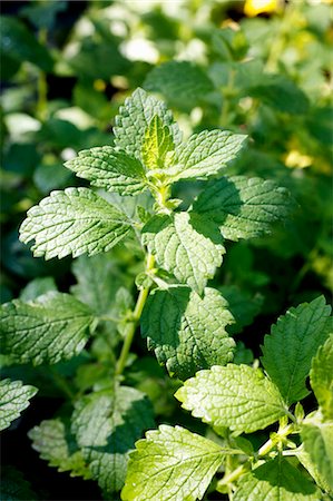 Mint in herb bed Stock Photo - Premium Royalty-Free, Code: 659-03528771