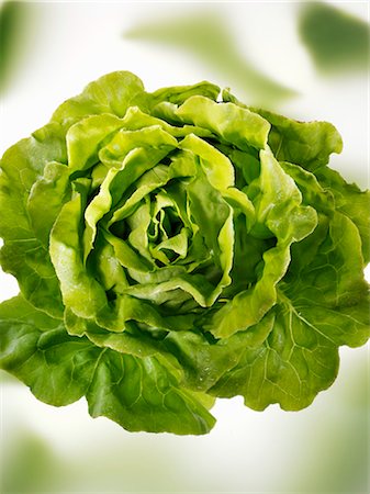 A lettuce Stock Photo - Premium Royalty-Free, Code: 659-03528895