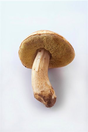 porcini mushroom - A cep Stock Photo - Premium Royalty-Free, Code: 659-03528902