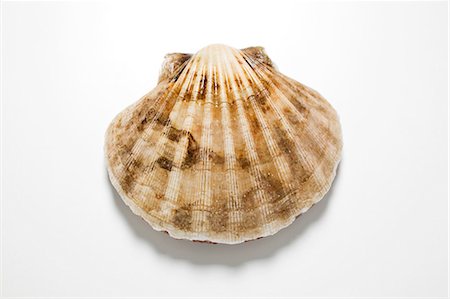 shell cut out - A scallop Stock Photo - Premium Royalty-Free, Code: 659-03529126