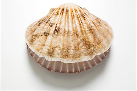 simsearch:659-01844635,k - A scallop, opened Fotografie stock - Premium Royalty-Free, Codice: 659-03529127