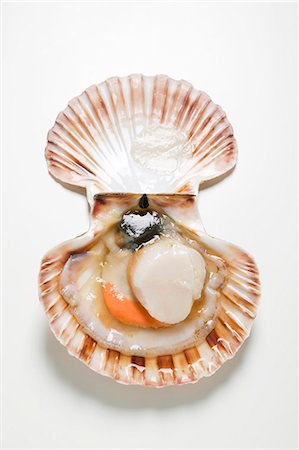 shell cut out - A scallop, opened wide Stock Photo - Premium Royalty-Free, Code: 659-03529129