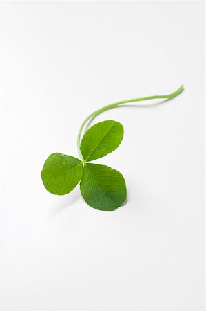 Clover leaf Stock Photo - Premium Royalty-Free, Code: 659-03529246