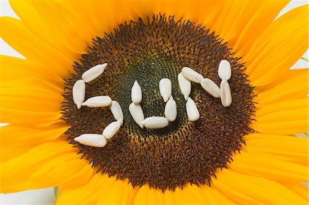 sunflower seed kernel - Tournesol avec le mot SUN écrit en graines de tournesol Photographie de stock - Premium Libres de Droits, Code: 659-03529251