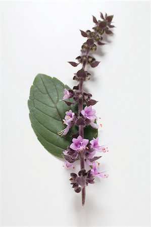 simsearch:659-01844281,k - Basil (leaf and purple flower spike) Fotografie stock - Premium Royalty-Free, Codice: 659-03529276