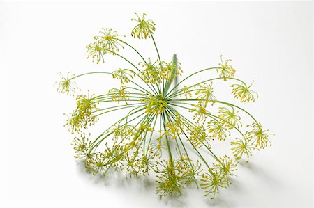 dill - Dill flower head Stock Photo - Premium Royalty-Free, Code: 659-03529304