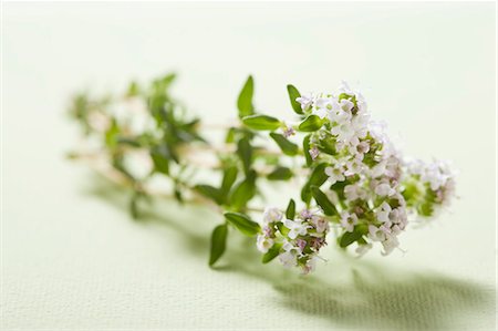 Thym de fleurs Photographie de stock - Premium Libres de Droits, Code: 659-03529378