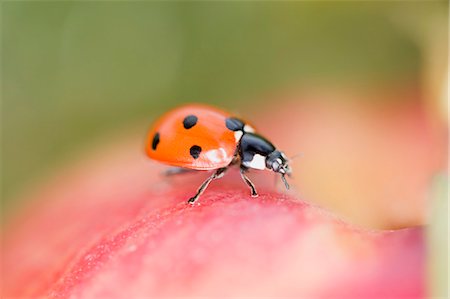 Ladybird on apple (close-up) Stock Photo - Premium Royalty-Free, Code: 659-03529425