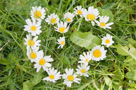 pâquerette - Marguerites formant un cœur en herbe Photographie de stock - Premium Libres de Droits, Code: 659-03529422