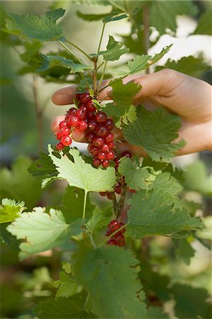 simsearch:659-01866601,k - Hand reaching for redcurrants on the bush Foto de stock - Royalty Free Premium, Número: 659-03529575