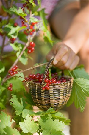 simsearch:659-01866601,k - Hand holding a basket of freshly picked redcurrants Foto de stock - Royalty Free Premium, Número: 659-03529577