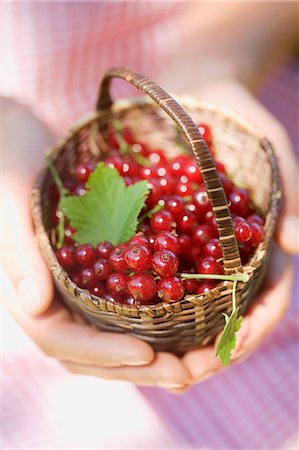 simsearch:659-07597495,k - Hands holding a basket of redcurrants Stock Photo - Premium Royalty-Free, Code: 659-03529578