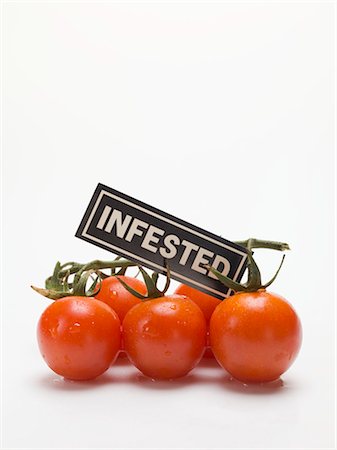 Tomates cerises avec une étiquette « Infestés » Photographie de stock - Premium Libres de Droits, Code: 659-03529688