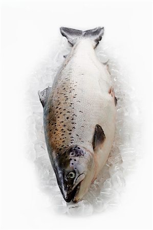 salmon - A Tasmanian salmon on ice Stock Photo - Premium Royalty-Free, Code: 659-03529948