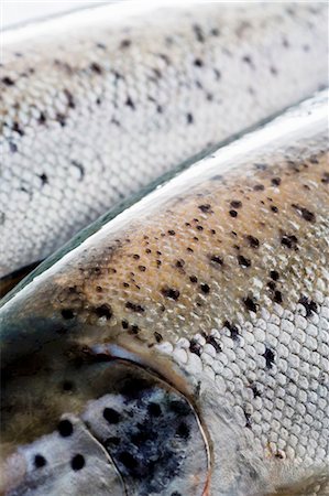 escama - Tasmanian salmon (close-up) Foto de stock - Sin royalties Premium, Código: 659-03529951