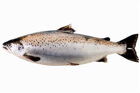 fish isolated on white background - A Tasmanian salmon Stock Photo - Premium Royalty-Free, Code: 659-03529952