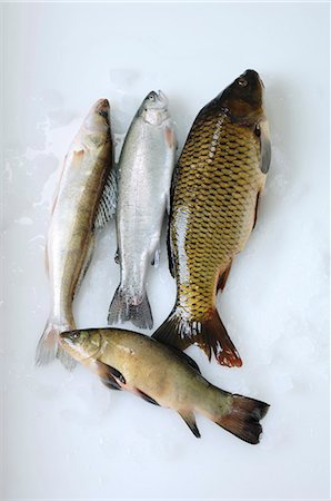 Poissons d'eau douce : zander, carpe, truite, omble chevalier Photographie de stock - Premium Libres de Droits, Code: 659-03529996