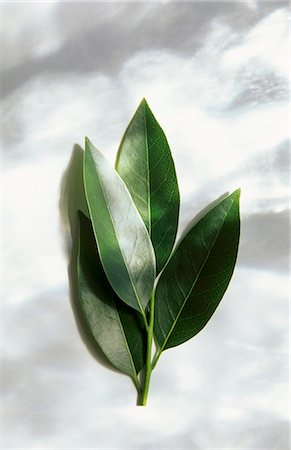 Fresh Bay Leaves, From Above Stock Photo - Premium Royalty-Free, Code: 659-03520733