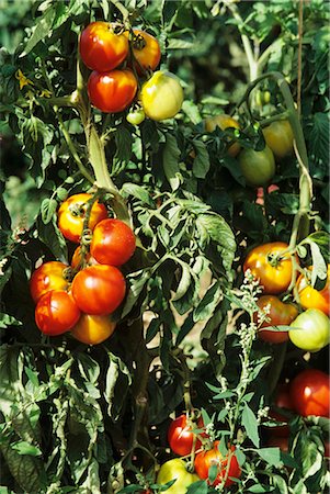 plant de tomate - Tomates sur la plante Photographie de stock - Premium Libres de Droits, Code: 659-03520742