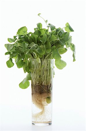 Watercress in a glass Stock Photo - Premium Royalty-Free, Code: 659-03521037