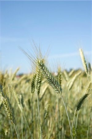 simsearch:659-01854150,k - Ears of barley in the field Stock Photo - Premium Royalty-Free, Code: 659-03521998