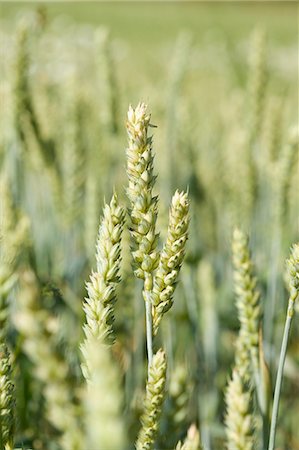 Green wheat in the field Stock Photo - Premium Royalty-Free, Code: 659-03521999