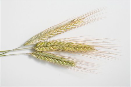 Three cereal ears (rye and barley) on white background Foto de stock - Sin royalties Premium, Código: 659-03522019