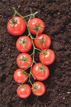 Tomatoes on the vine on soil Stock Photo - Premium Royalty-Free, Code: 659-03522079