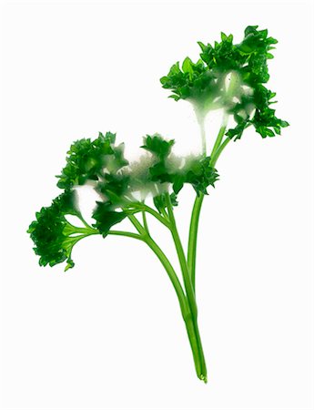 Curly parsley Stock Photo - Premium Royalty-Free, Code: 659-03522187