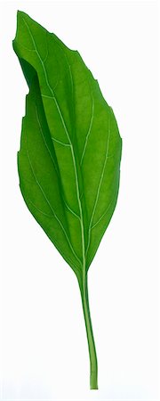 simsearch:659-03529084,k - Basil leaf Foto de stock - Sin royalties Premium, Código: 659-03522188