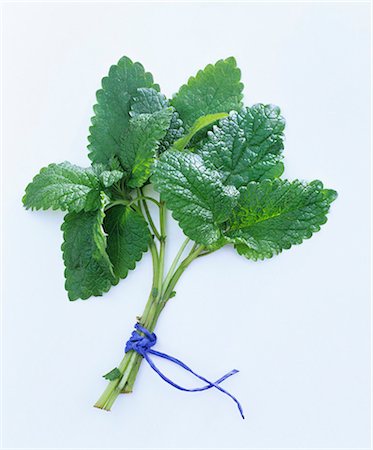 simsearch:659-01844291,k - A bunch of lemon balm Stock Photo - Premium Royalty-Free, Code: 659-03522288