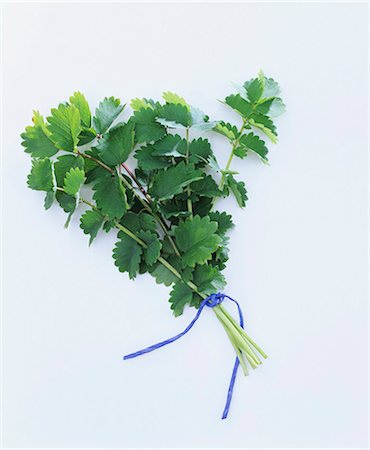 simsearch:659-03536855,k - A bunch of salad burnet Stock Photo - Premium Royalty-Free, Code: 659-03522289