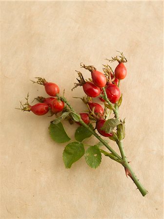 sprig - Spray of rose hips on beige background Stock Photo - Premium Royalty-Free, Code: 659-03522629