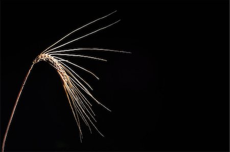 Ear of barley Foto de stock - Royalty Free Premium, Número: 659-03522670