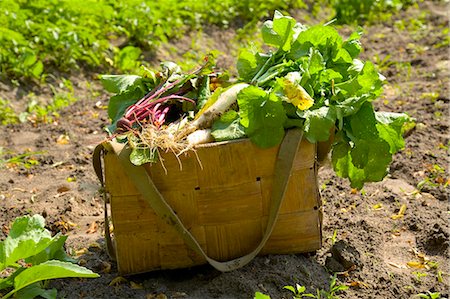 radish field - Basket of fresh vegetables in a field Stock Photo - Premium Royalty-Free, Code: 659-03522730