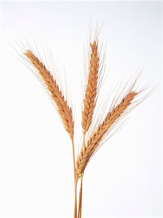 rye (grain) - Épis de seigle Photographie de stock - Premium Libres de Droits, Code: 659-03522746