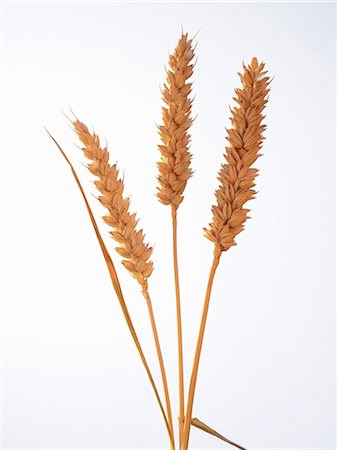 ear (all meanings) - Ears of wheat Stock Photo - Premium Royalty-Free, Code: 659-03522747