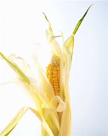 Organic sweetcorn with husks Stock Photo - Premium Royalty-Free, Code: 659-03522749