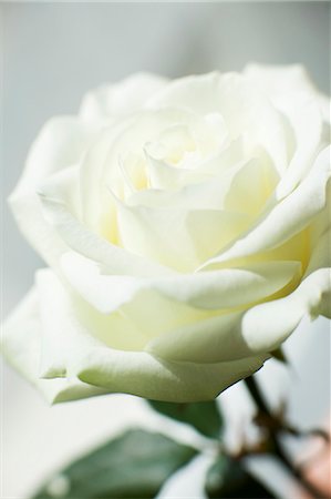 A white rose Stock Photo - Premium Royalty-Free, Code: 659-03522788