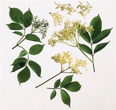 Elderflowers Stock Photo - Premium Royalty-Free, Code: 659-03523077