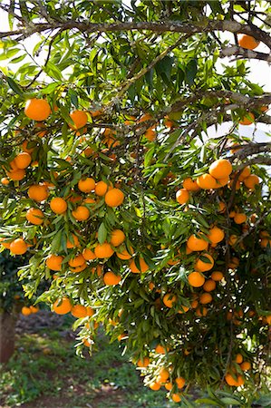 Mandarines sur l'arbre Photographie de stock - Premium Libres de Droits, Code: 659-03523179