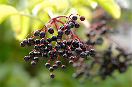 Elderberries on the bush Stock Photo - Premium Royalty-Free, Code: 659-03523183