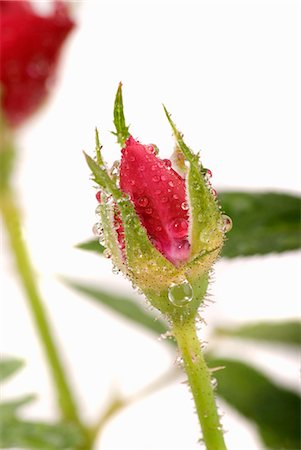 single red rose bud - A red rosebud Stock Photo - Premium Royalty-Free, Code: 659-03523203