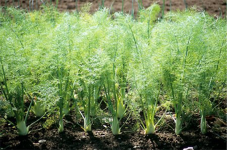 Fennel Garden Foto de stock - Sin royalties Premium, Código: 659-03523256