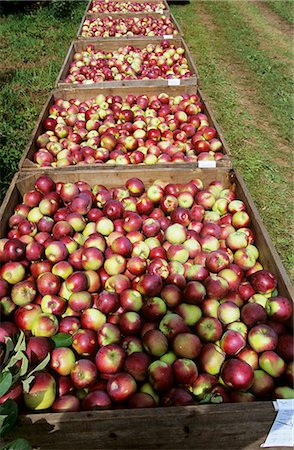 Full Apple Crates in the Orchard Fotografie stock - Premium Royalty-Free, Codice: 659-03523252