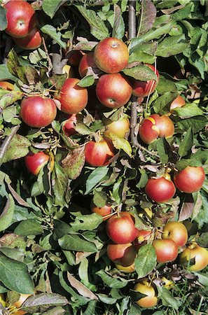simsearch:659-06307305,k - Empire Apples on the Tree Stock Photo - Premium Royalty-Free, Code: 659-03523262